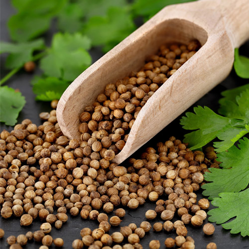 Coriander Suppliers in Delhi