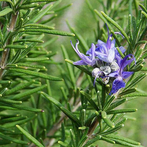 Rosemary Suppliers in Delhi