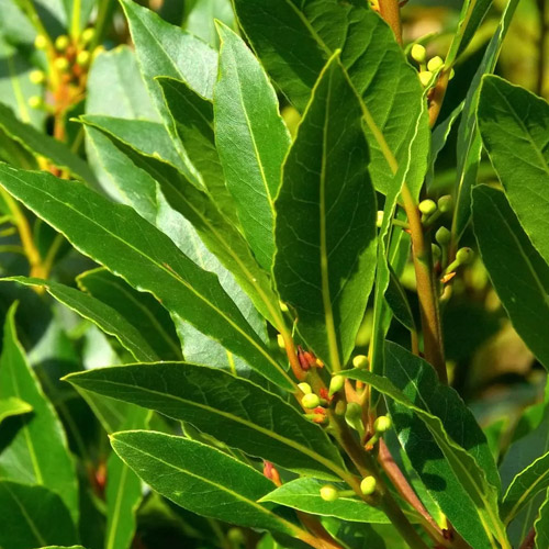 Laurel Leaves Suppliers in Delhi
