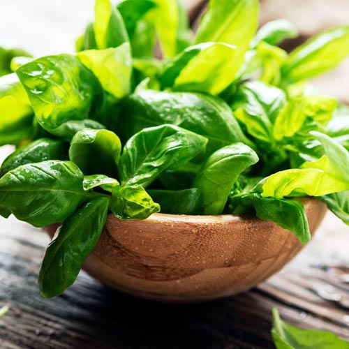 Basil Suppliers in Delhi