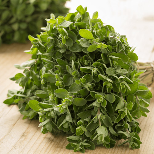 Marjoram Suppliers in Delhi